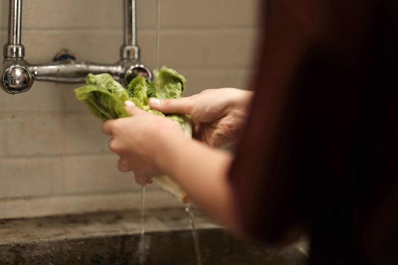 person washing romaine lettuce