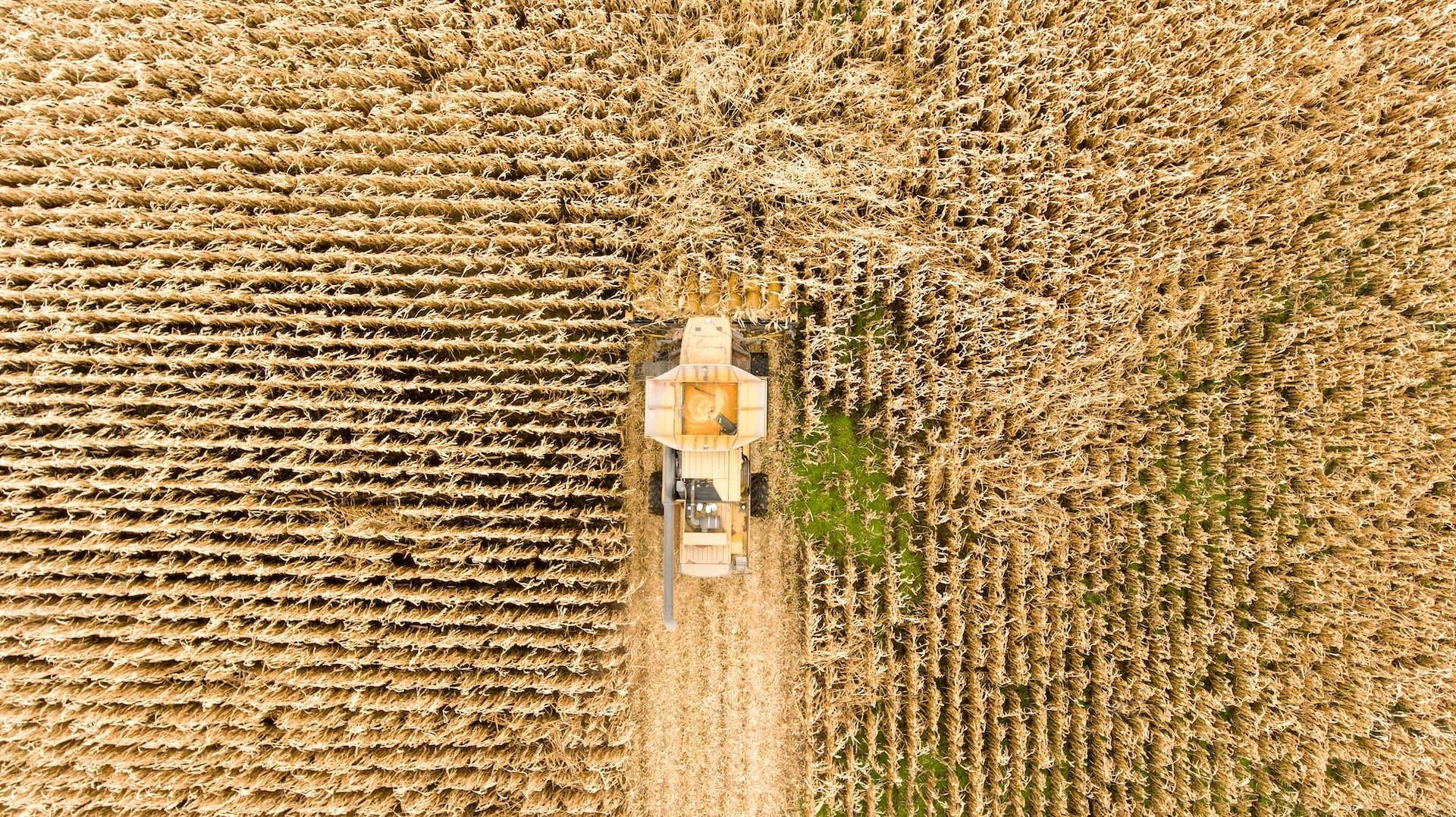 combine harvester in a cornfield